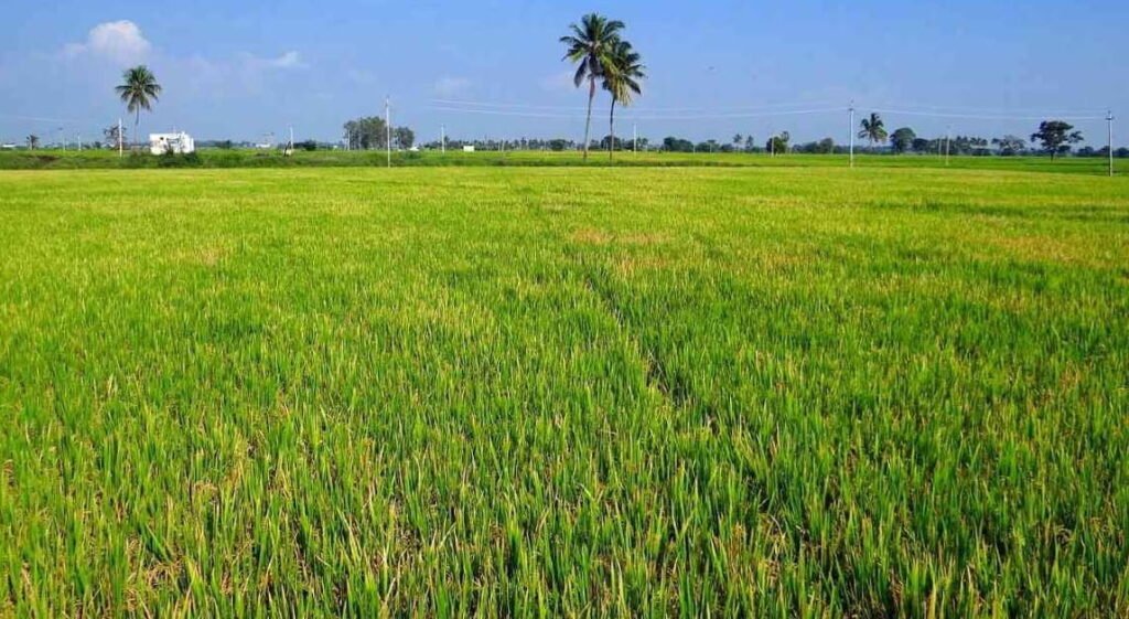 Agricultural Land