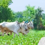 National Farmers Day