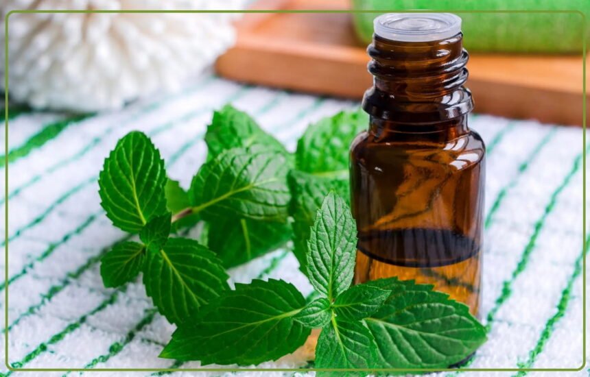 Mentha Oil