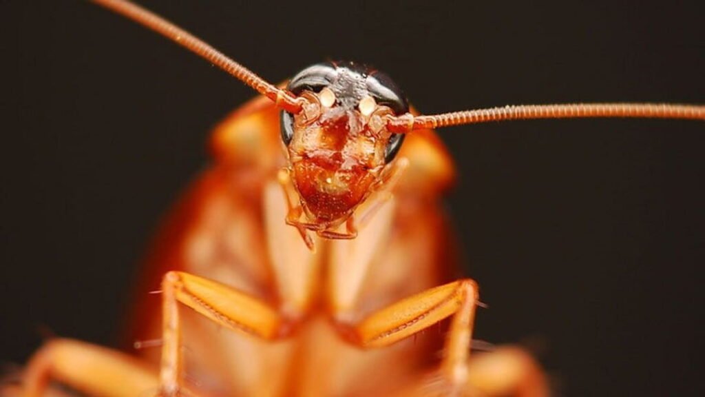 Cockroach